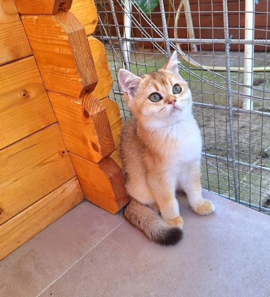 Cucciole Scottish Straight con pedigree Campania | Foto 0