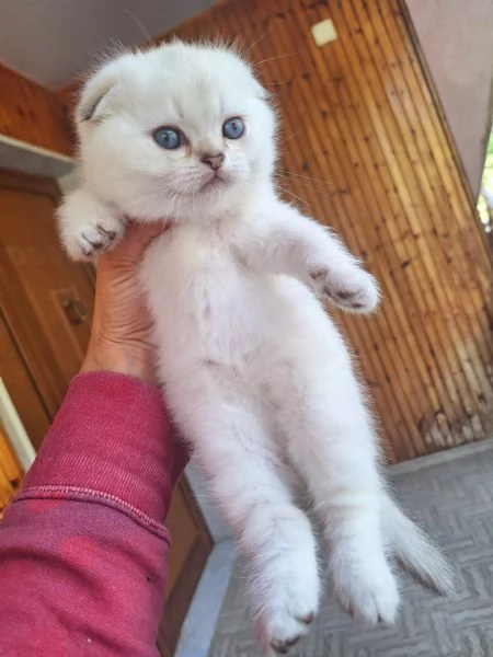 Scottish Fold  con pedigree Agi