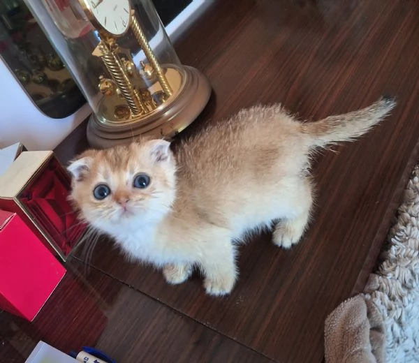Scottish fold con pedigree  | Foto 2