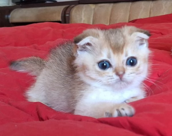 Scottish fold con pedigree 