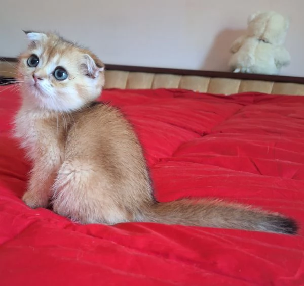 Scottish fold con pedigree  | Foto 1
