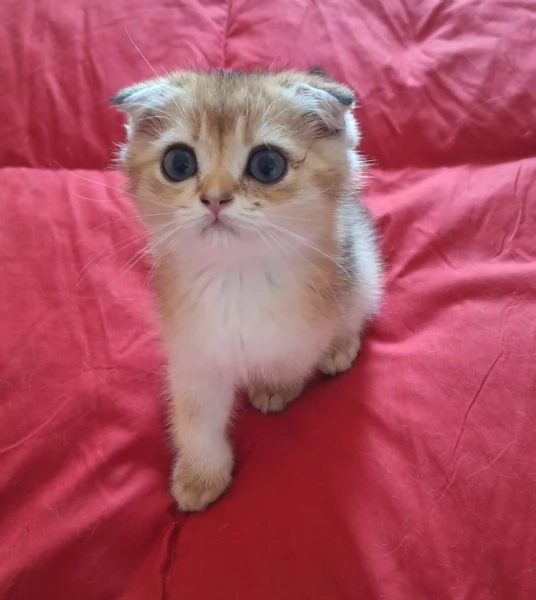 Scottish fold con pedigree  | Foto 0