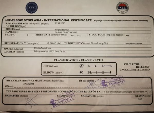 Cuccioli di pastore olandese | Foto 6