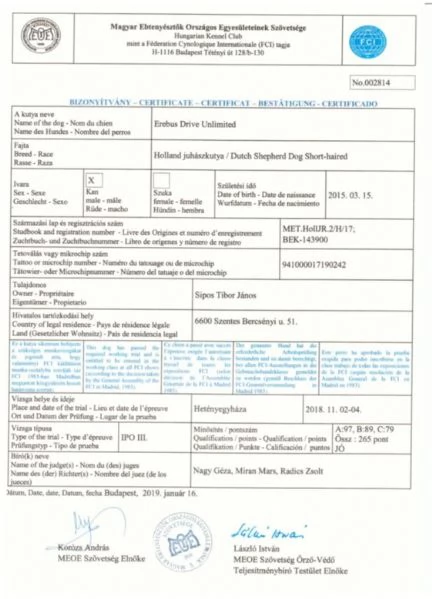 Cuccioli di pastore olandese | Foto 5