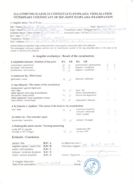 Cuccioli di pastore olandese | Foto 3