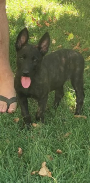 Cuccioli di pastore olandese | Foto 2