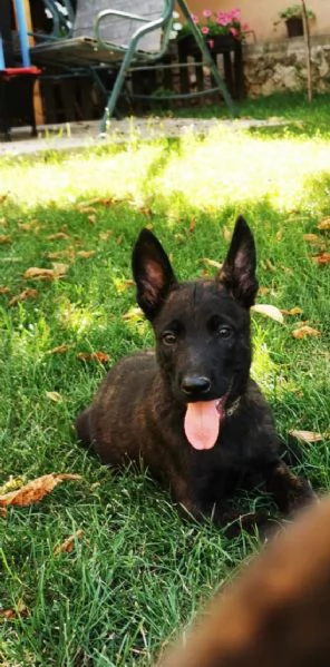 Cuccioli di pastore olandese | Foto 1