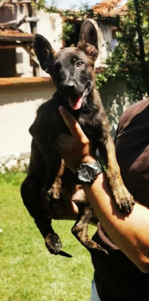 Cuccioli di pastore olandese | Foto 0