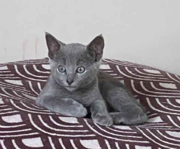 Cuccioli di razza Blu di Russia | Foto 0