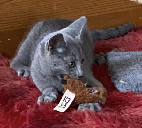 Cuccioli di razza Blu di Russia