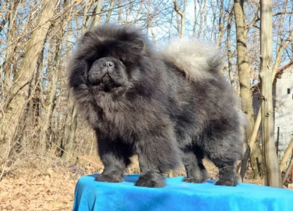 Chow Chow cani in vendita | Foto 6
