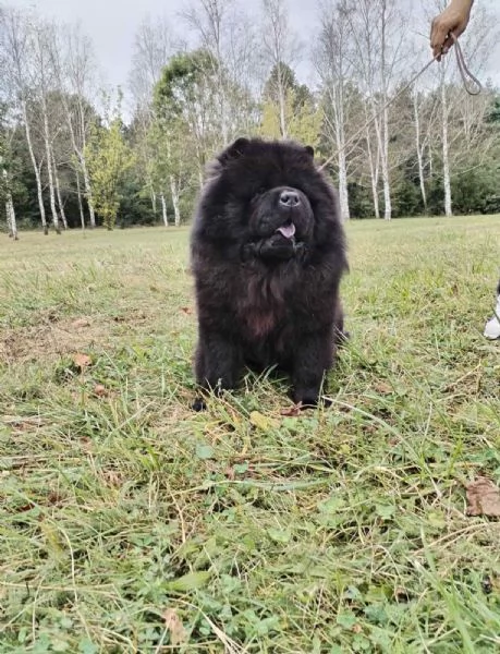 Chow Chow cani in vendita | Foto 4