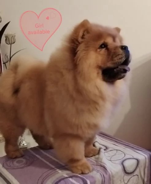 Chow Chow cani in vendita | Foto 1