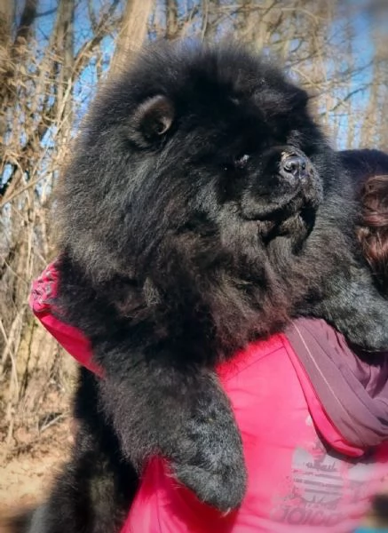 Chow Chow cani in vendita