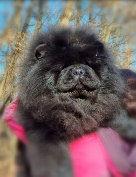 Chow Chow cani in vendita | Foto 0