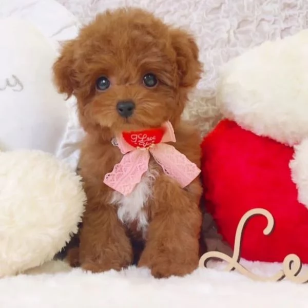 Abbiamo un cucciolo di barboncino toy davvero carino.  | Foto 2