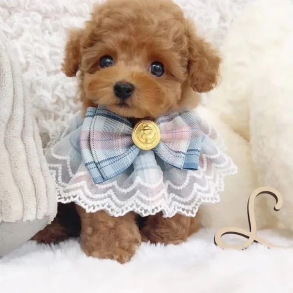 Abbiamo un cucciolo di barboncino toy davvero carino. 