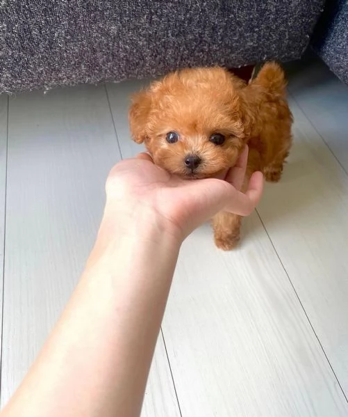  Abbiamo un cucciolo di barboncino toy davvero carino.  | Foto 1