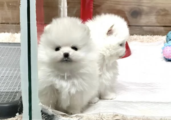 Disponibili cuccioli di puro Spitz Pomerania | Foto 0