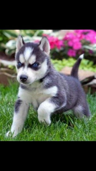 Cuccioli di razza pura di Siberian Husky. | Foto 0