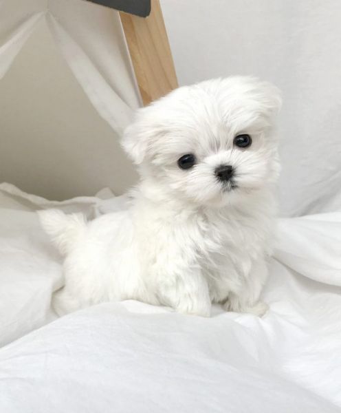 Due cuccioli di maltese Teacup hanno bisogno di una nuova famiglia | Foto 0