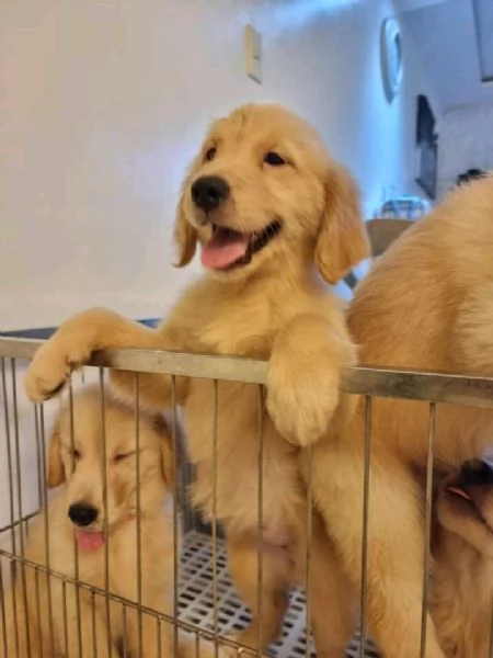 Golden retriever