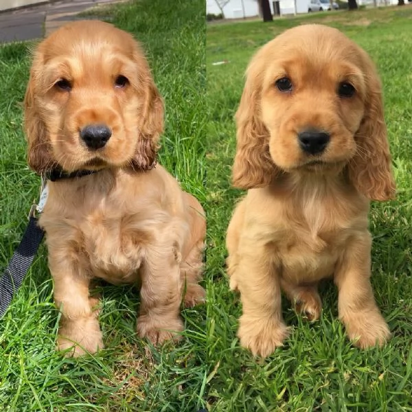 REGALO CUCCIOLI DI COCKER SPANIEL