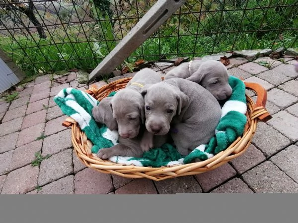Cuccioli weimaraner  | Foto 6