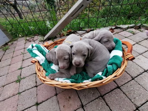 Cuccioli weimaraner  | Foto 5