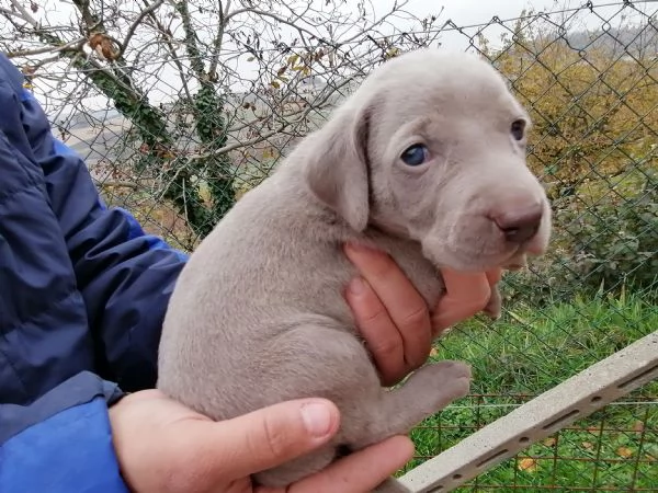 Cuccioli weimaraner  | Foto 4