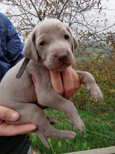 Cuccioli weimaraner  | Foto 1