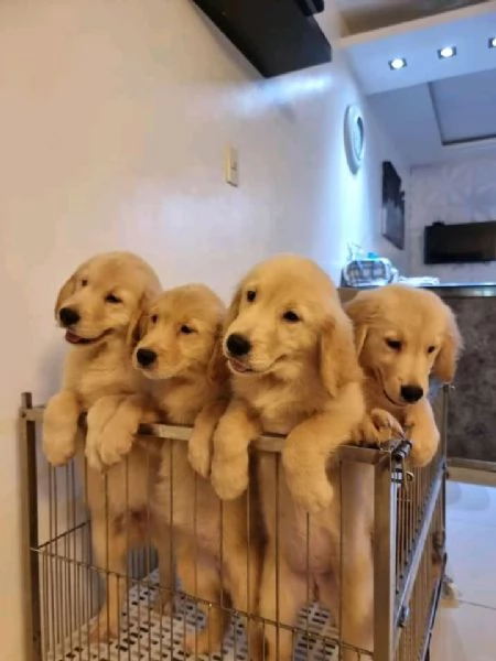 cucciolo di golden retriever