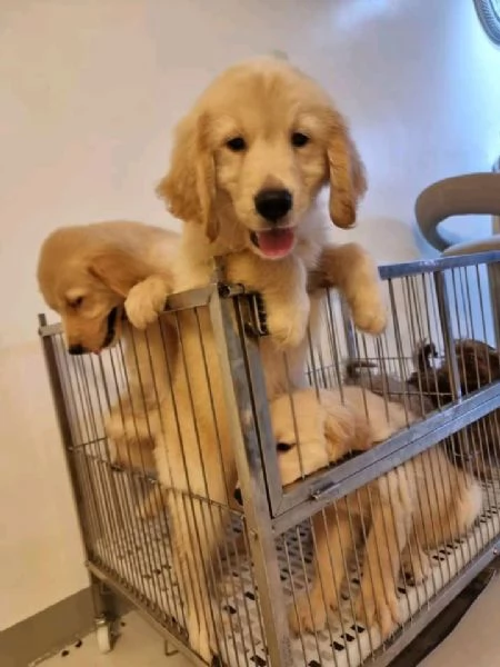 cucciolo di golden retriever | Foto 0