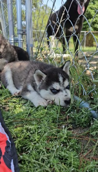 Cuccioli di Siberian Husky!!! | Foto 0
