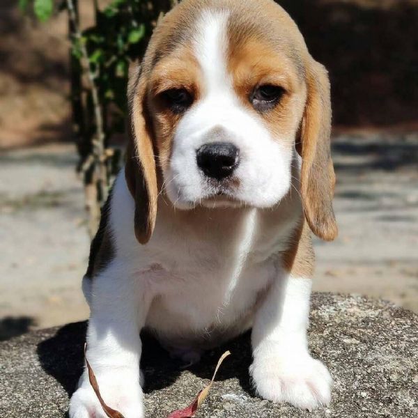 Cuccioli beagle maschi femmine | Foto 0