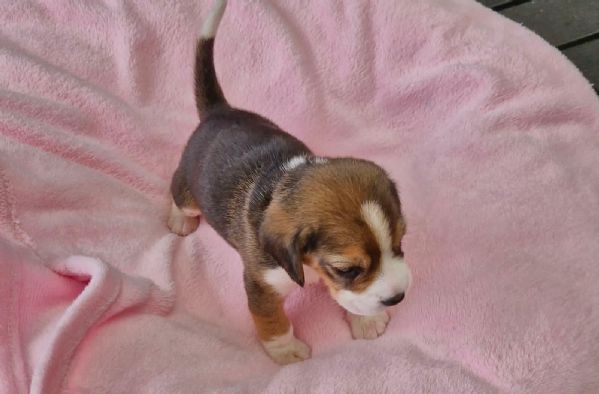 CUCCIOLI DI BEAGLE | Foto 0