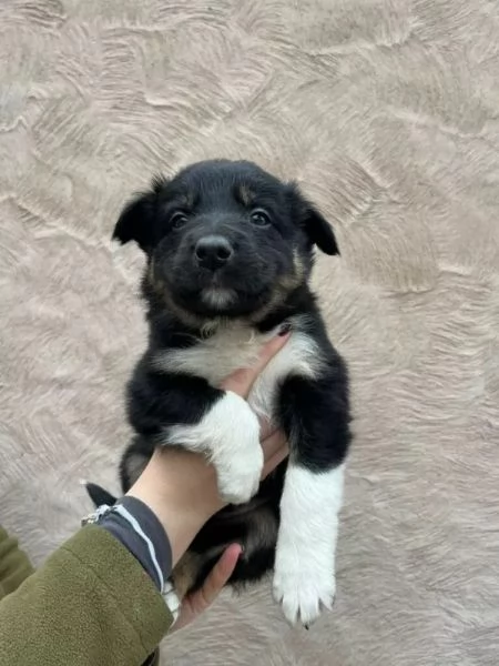 Cuccioli di Border Collie.. +34~633~502~370 | Foto 3