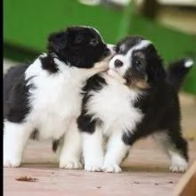 Cuccioli di Border Collie.. +34~633~502~370 | Foto 2