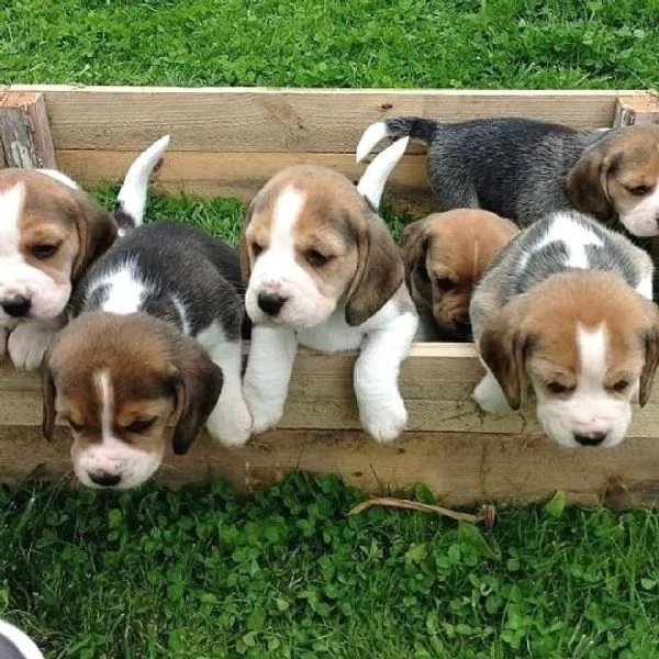 Cuccioli di Beagle di razza / +34~633~502~370