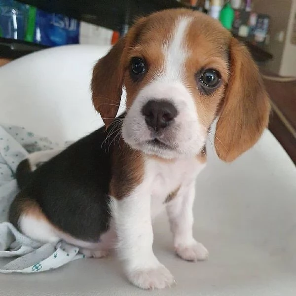 Cuccioli di Beagle di razza / +34~633~502~370 | Foto 1