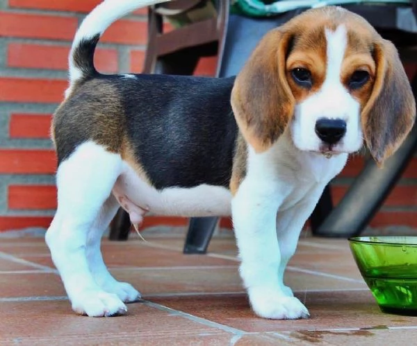 Cuccioli di Beagle di razza / +34~633~502~370 | Foto 0