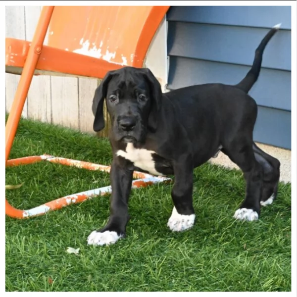 Cuccioli di Alano +34~633~502~370 | Foto 2