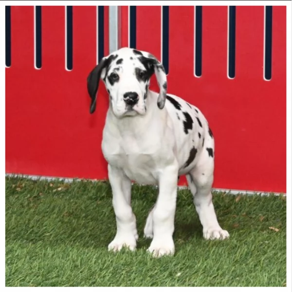 Cuccioli di Alano +34~633~502~370 | Foto 1