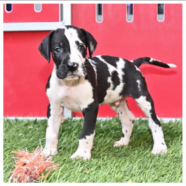 Cuccioli di Alano +34~633~502~370