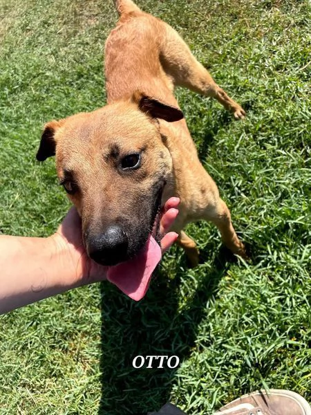 Otto, il bel cucciolotto