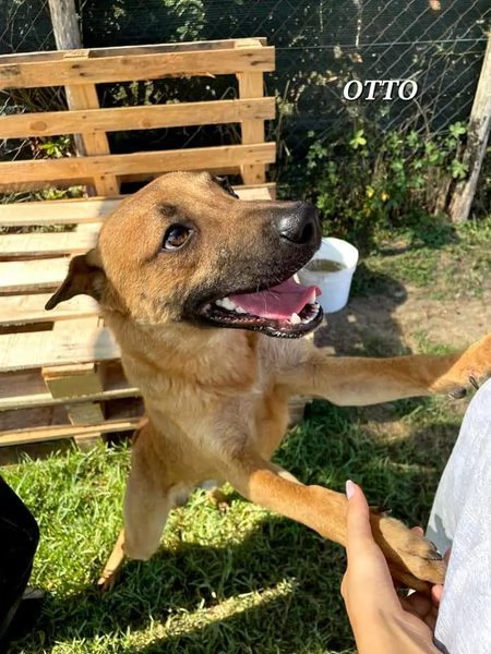 Otto, il bel cucciolotto | Foto 3