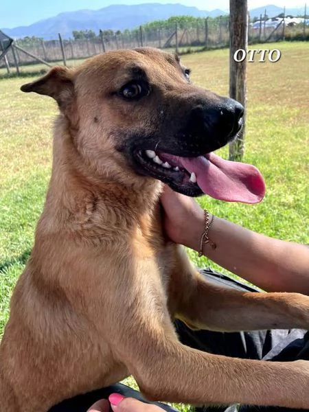 Otto, il bel cucciolotto | Foto 2