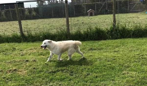 ZIGULi' cucciolone da amare per sempre | Foto 5