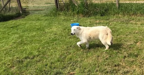 ZIGULi' cucciolone da amare per sempre | Foto 4