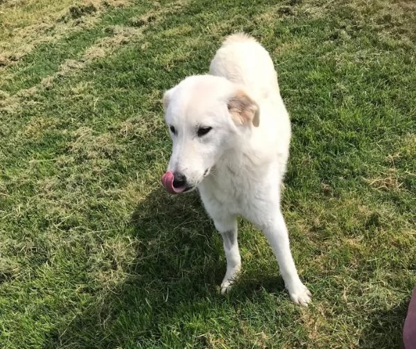ZIGULi' cucciolone da amare per sempre | Foto 2